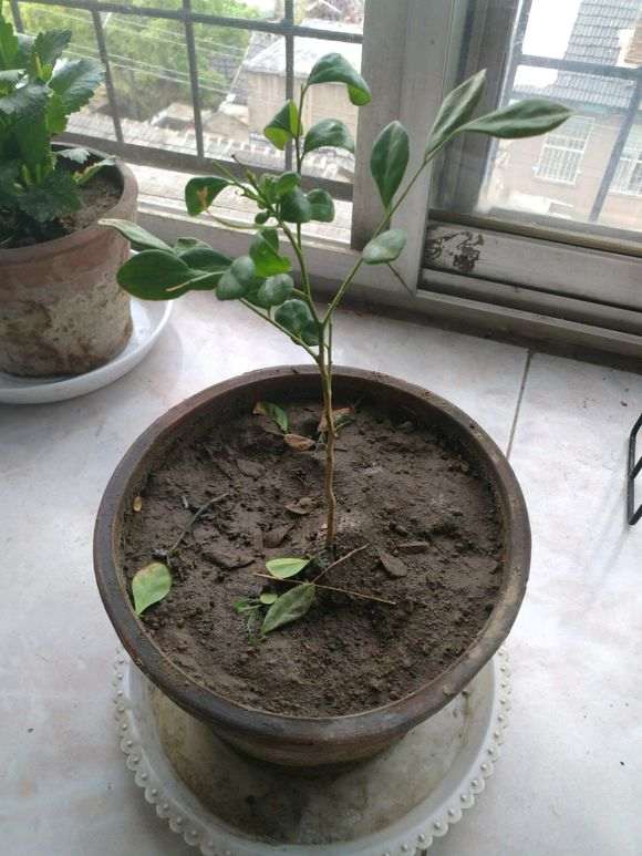 九里香下山桩栽1个月了 怎么办 图片