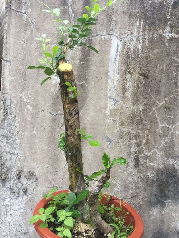 九里香下山桩熟桩 60包邮 怎么样 图片