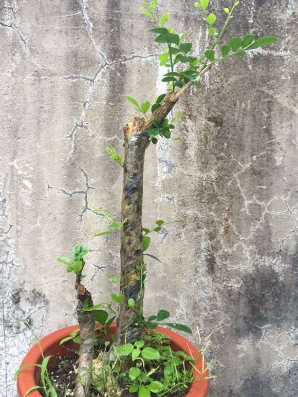 九里香下山桩熟桩 60包邮 怎么样 图片