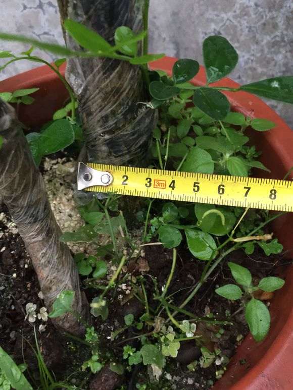 九里香下山桩熟桩 60包邮 怎么样 图片