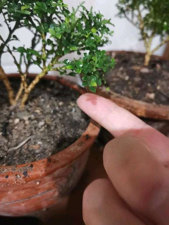 为什么达摩九里香下山桩长的慢 图片