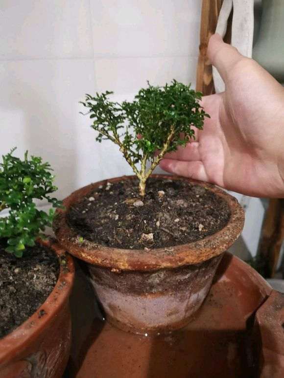 为什么达摩九里香下山桩长的慢 图片