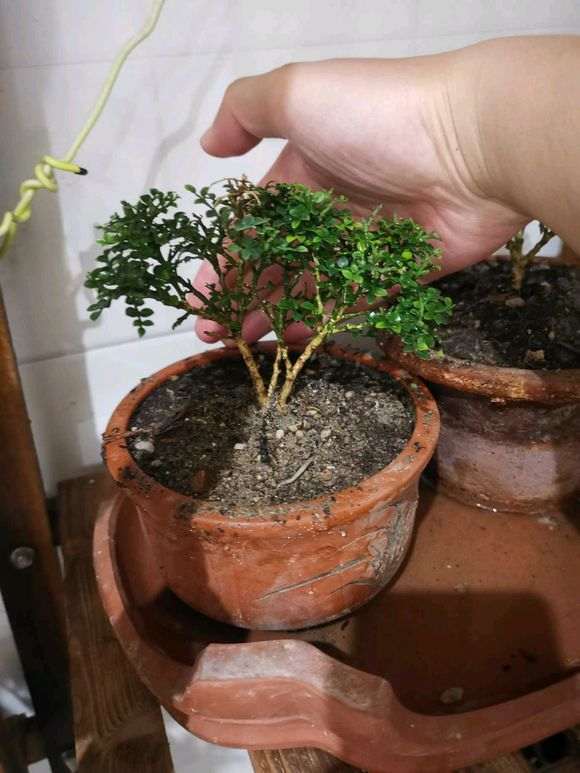 为什么达摩九里香下山桩长的慢 图片