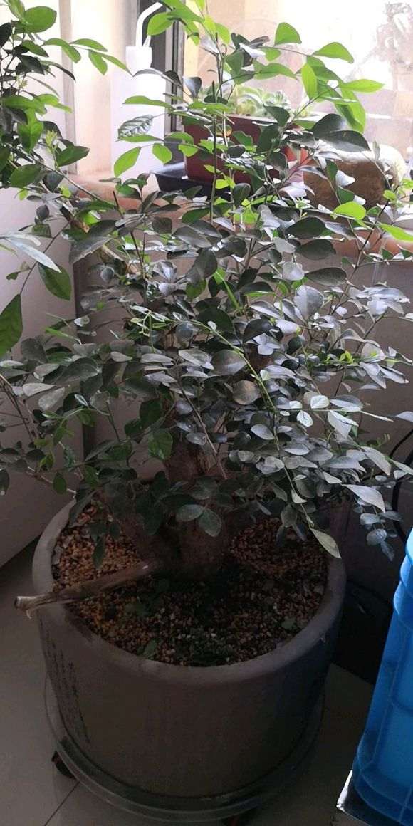 九里香下山桩什么时候开花 最好 图片