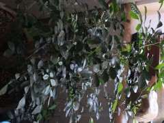 九里香下山桩什么时候开花 最好 图片