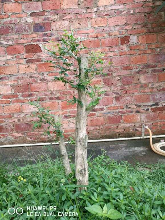 湖南九里香下山桩能不能安全过冬 图片