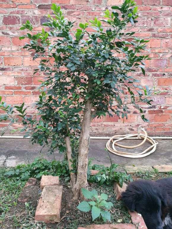 湖南九里香下山桩能不能安全过冬 图片