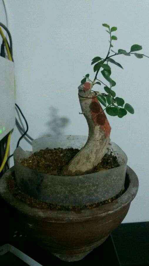 湖南九里香下山桩能不能安全过冬 图片