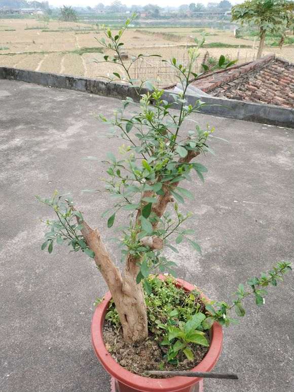 九里香下山桩开始冒芽了 怎么办 图片