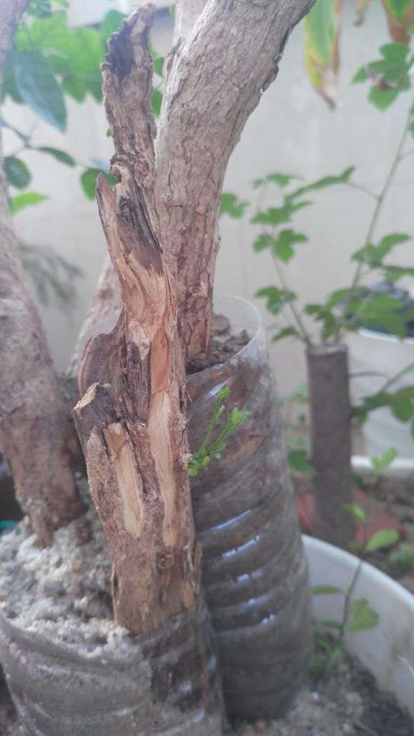 九里香下山桩开始冒芽了 怎么办 图片