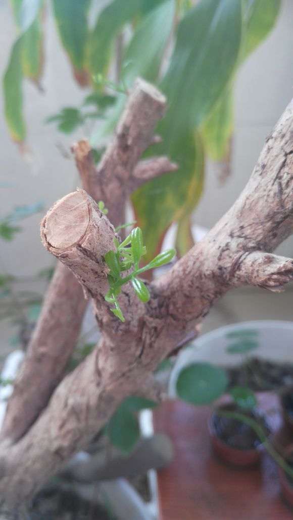 九里香下山桩开始冒芽了 怎么办 图片