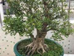 为什么九里香下山桩枯萎了 怎么办 图片