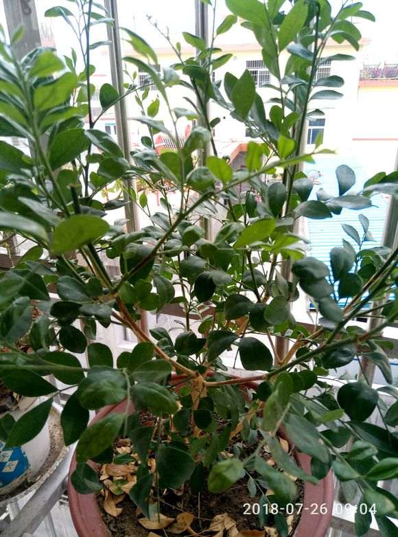 九里香下山桩怎么不开花 养了2年 图片