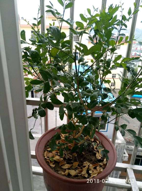 九里香下山桩怎么不开花 养了2年 图片