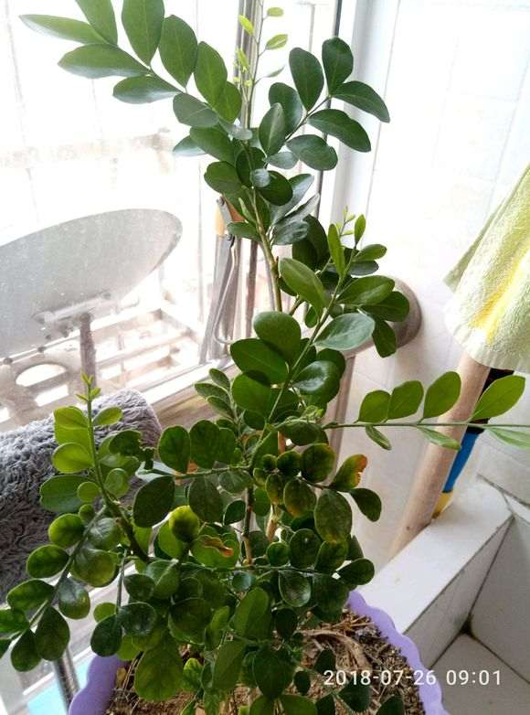 九里香下山桩怎么不开花 养了2年 图片