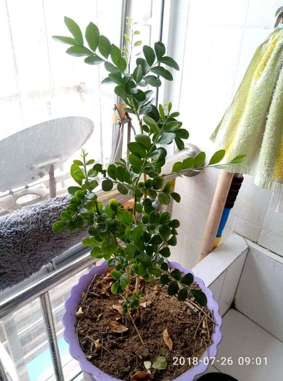 九里香下山桩怎么不开花 养了2年 图片