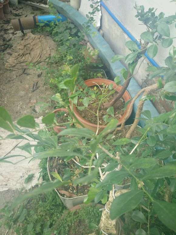 九里香下山桩是生病了 还是蛀虫了 怎么办