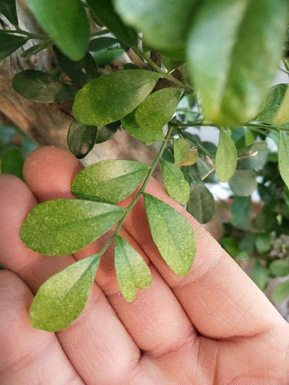 我这颗九里香什么虫子  怎么办 图片