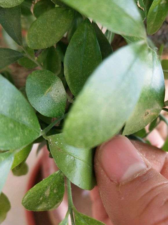 我这颗九里香什么虫子  怎么办 图片