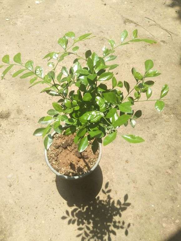 九里香下山桩苗缓苗十天了 怎么样 图片