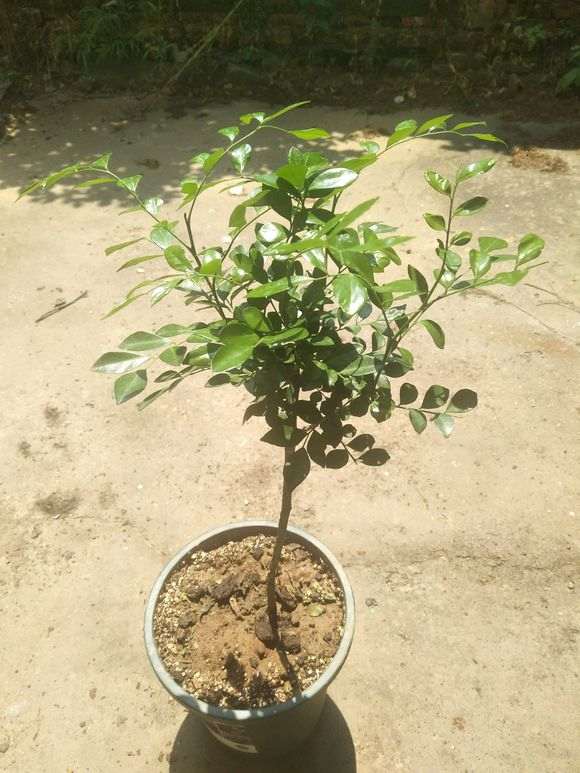 九里香下山桩苗缓苗十天了 怎么样 图片