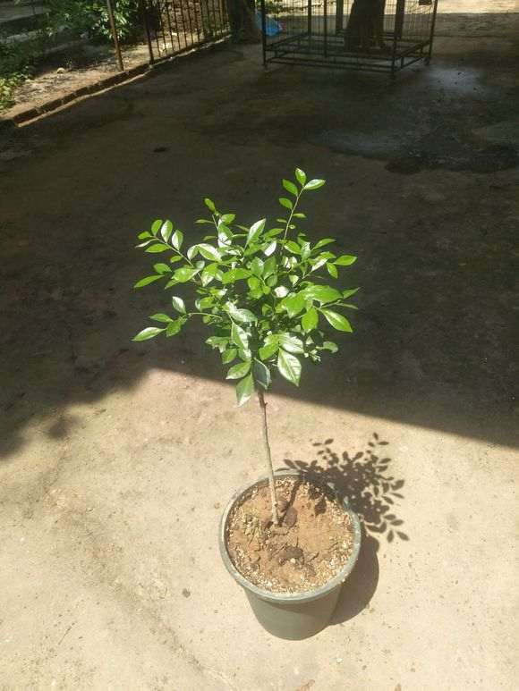 九里香下山桩苗缓苗十天了 怎么样 图片