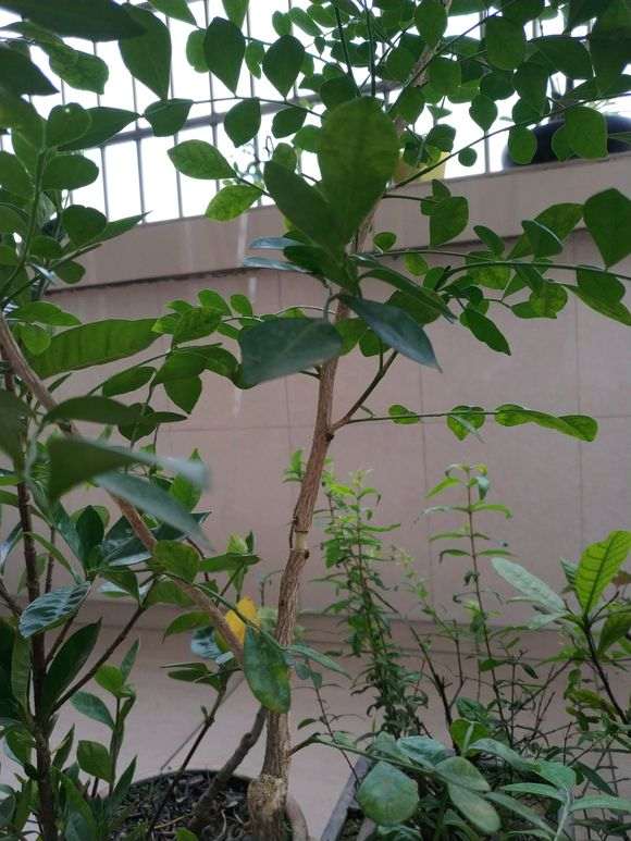 九里香下山桩压条成活率怎么最高 图片