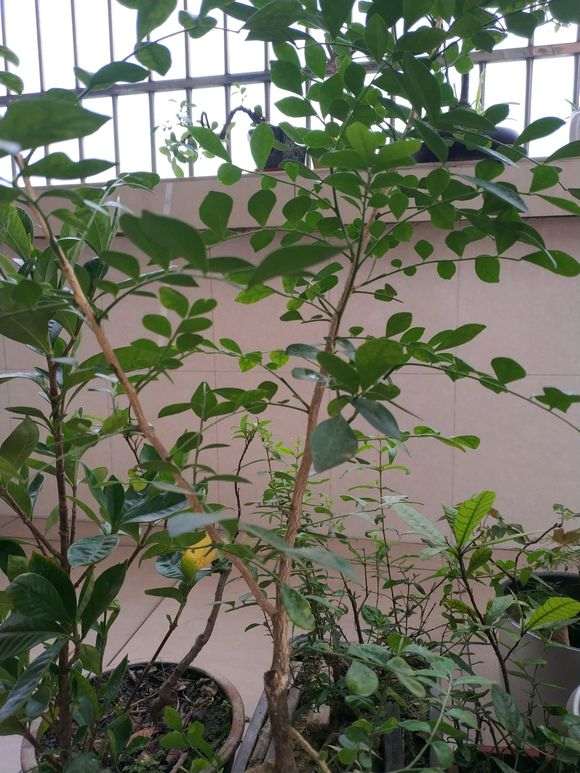 九里香下山桩压条成活率怎么最高 图片