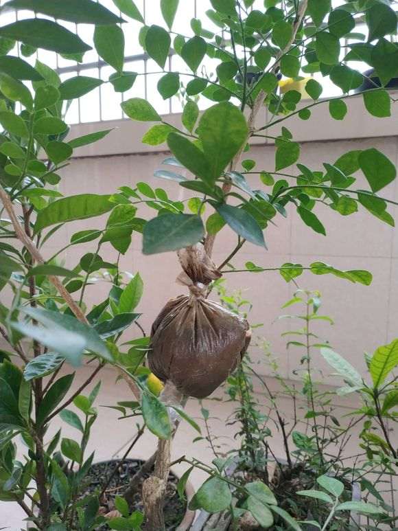 九里香下山桩压条成活率怎么最高 图片