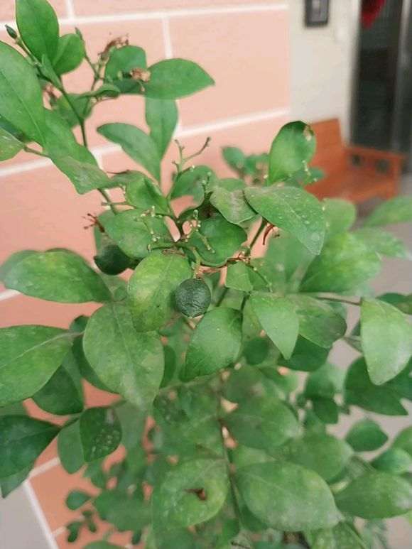 九里香下山桩压条成活率怎么最高 图片