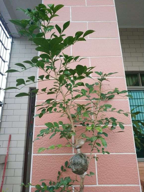 九里香下山桩压条成活率怎么最高 图片