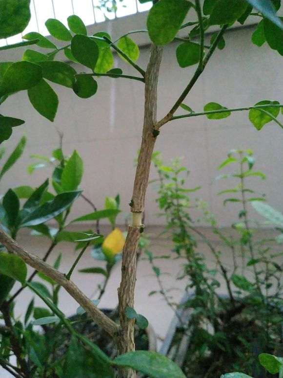 九里香下山桩压条成活率怎么最高 图片