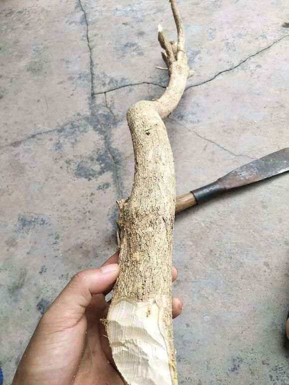 九里香下山桩养了几年都没长 怎么办