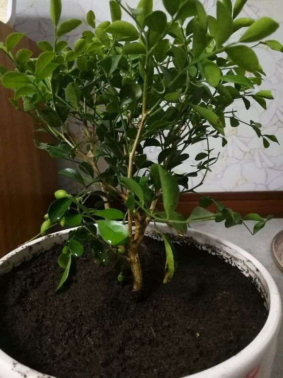 九里香下山桩适合做盆景造型吗 图片