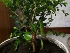 九里香下山桩适合做盆景造型吗 图片