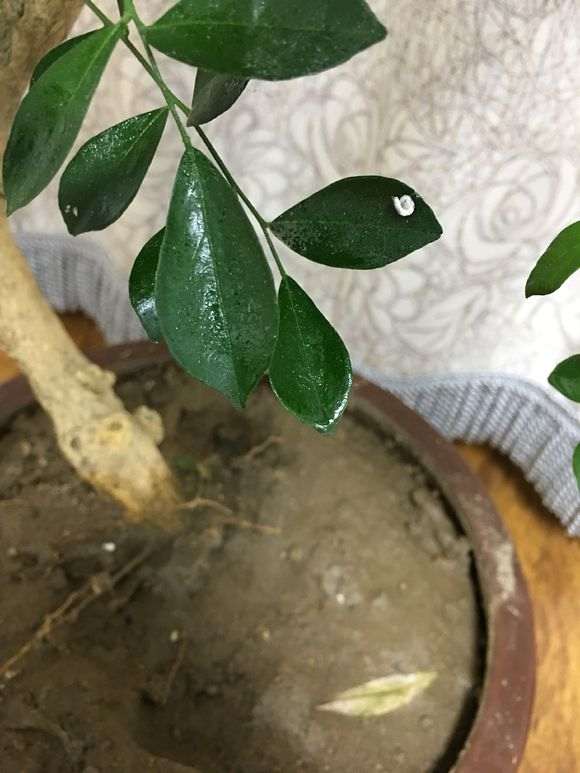 九里香下山桩叶子 蚧壳虫 怎么办 图片