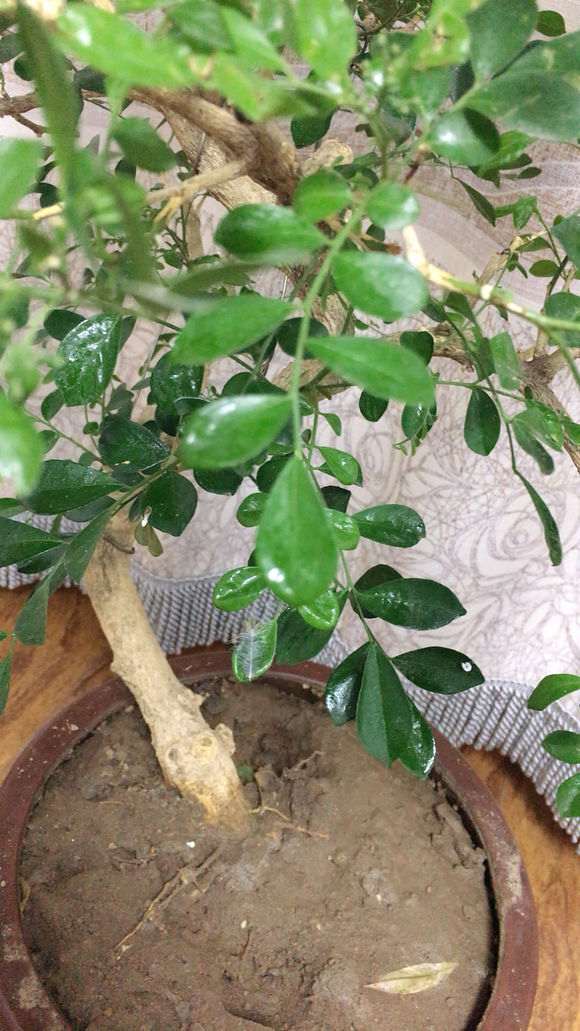 九里香下山桩叶子 蚧壳虫 怎么办 图片