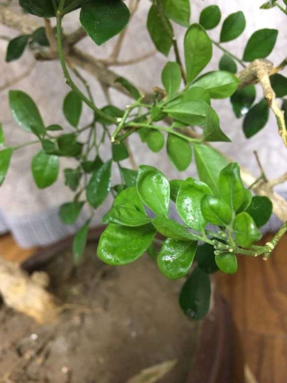 九里香下山桩叶子 蚧壳虫 怎么办 图片