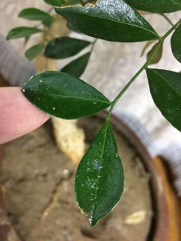 九里香下山桩叶子 蚧壳虫 怎么办 图片