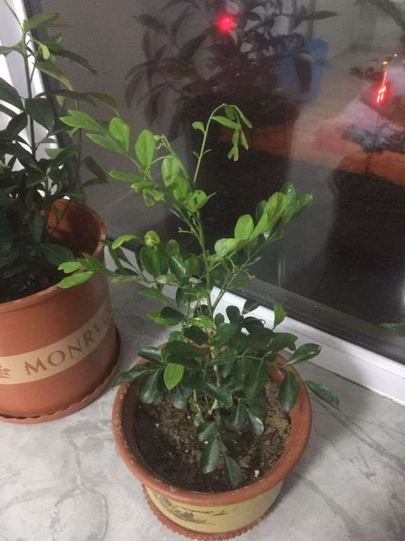 九里香下山桩发芽都焉了 怎么办 图片