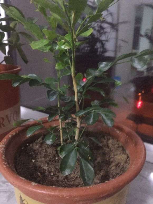 九里香下山桩发芽都焉了 怎么办 图片