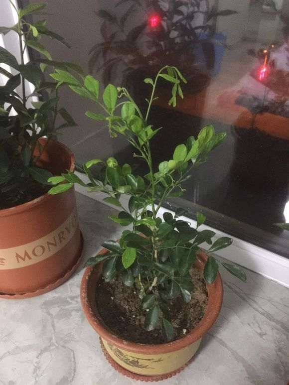 九里香下山桩发芽都焉了 怎么办 图片