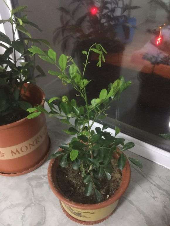 九里香下山桩发芽都焉了 怎么办 图片