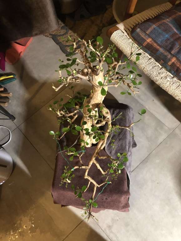 九里香盆景怎么蓄杆截枝的办法 图片