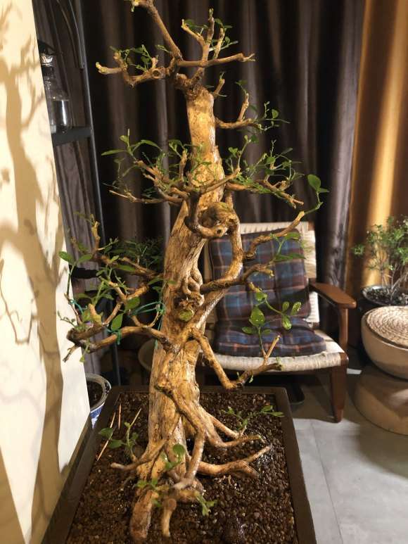 九里香盆景怎么蓄杆截枝的办法 图片