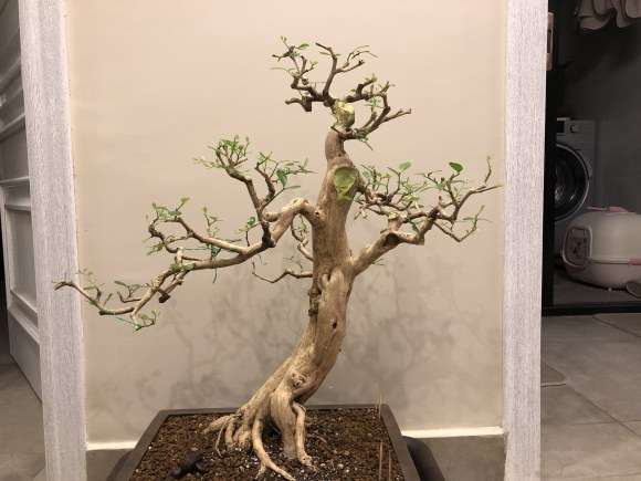 九里香盆景怎么蓄杆截枝的办法 图片