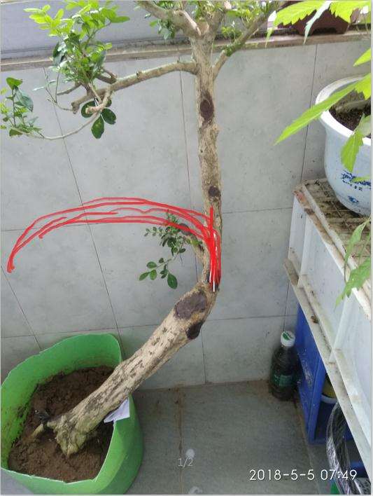 九里香下山桩主干怎么拿弯的方法 图片