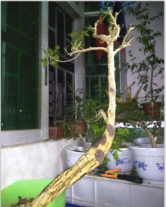 九里香下山桩主干怎么拿弯的方法 图片