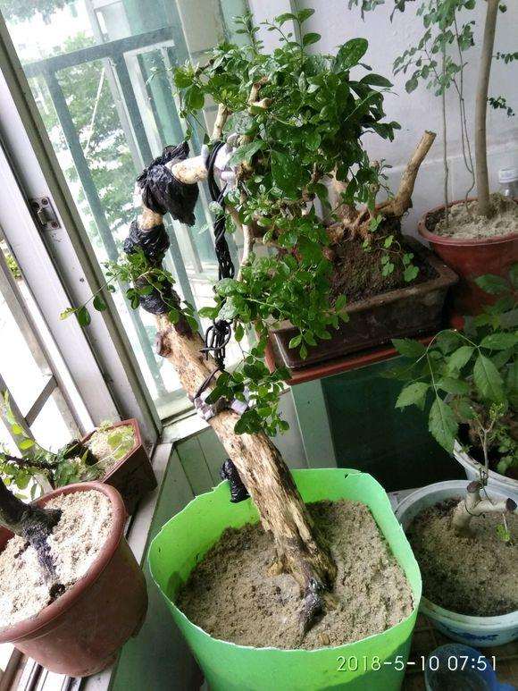 九里香下山桩主干怎么拿弯的方法 图片