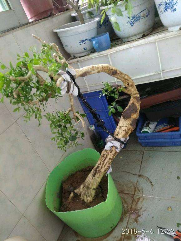 九里香下山桩主干怎么拿弯的方法 图片